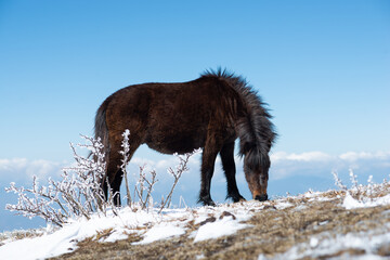 Horse in the Himalayan mountains