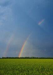 Double bright colorful rainbow in front of gloomy ominous clouds above an agricultural field planted