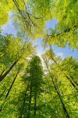 Fototapeta premium A great view up into the trees direction sky in may, Germany
