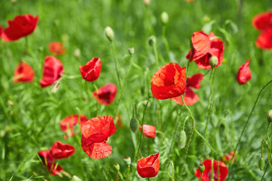 The huge field of red poppies flowers. Sun and clouds.