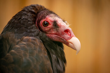 portrait vulture