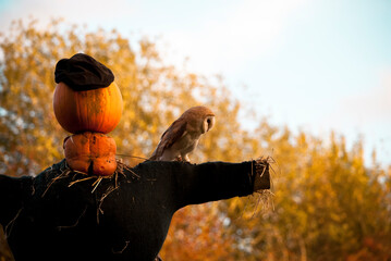 owl on scarecrow