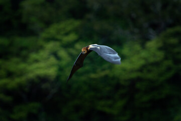 Endemic flying fox in Mauritius. Mauritian flying fox above the forest. Pteropus niger fly in...