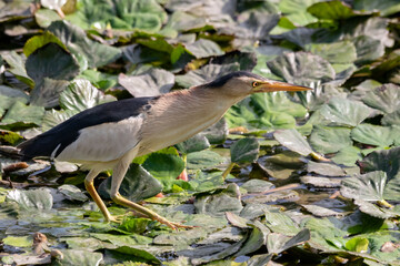 little bittern Ixobrychus minutus standing on water