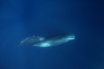 Naklejka na ściany i meble Sperm whale in the Indian ocean. Group of whales in water. The largest predator on the earth. Marine life 