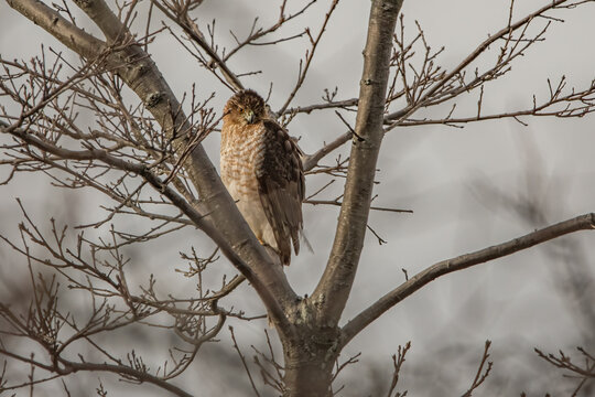 Cooper's Hawk perched in tree.