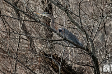 A Great Blue Heron at water's edge.