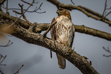 A Red-tailed Hawk perched on a tree branch.