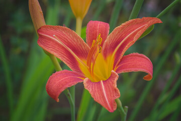 Flowering Day-lily flowers Hemerocallis flower , closeup in the sunny day. Hemerocallis fulva. The beauty of decorative flower in garden. Soft focus.