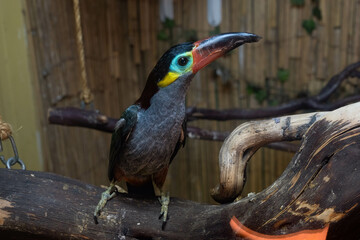 guianan toucanet male perched on a limb in a bird cage