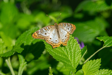 vibrant butterfly is perched on a green leaf on a sunny day in the garden