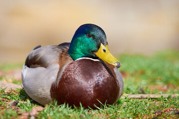 Mallard Male Duck resting ( Anas platyrhynchos )