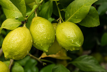 lemon fruit