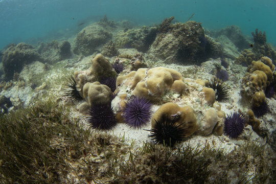 Echinometra mathaei next to the Mauritius coast. Colourful sea urchin on the bottom. Exotich nature. 