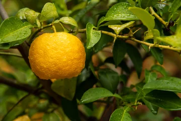 Foto op Plexiglas yuzu citrus © vallefrias