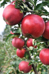 close-up of ripening red organic apples on apple tree branches, vertical composition