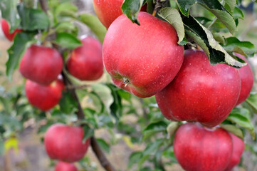 close-up of ripening red organic apples on apple tree branches