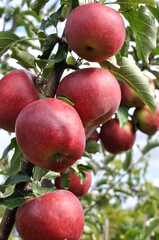 close-up of ripening red organic apples on apple tree branches, vertical composition