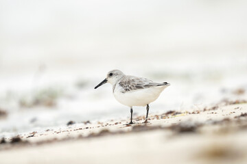 Sanderling in the Mauritius beach. White bird with black beak on the beach. Exotich nature. 