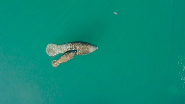overhead shot of mother and son manatees swimming in a river with clear water 4k