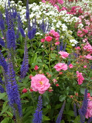 Blumenbeet im Sommer mit blau weiß pink Stauden Beet mit Rosen und Veronica 