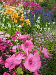 prachtvolles buntes Blumenbeet im Sommer mit rosa Malven, gelben Lilien, blauer Veronica, weißer...