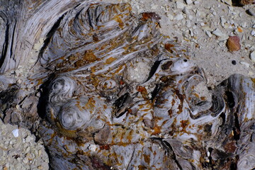 Driftwood Sap at South Toledo Bend State Park in Louisiana