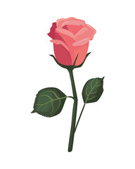 flat beautiful rose design