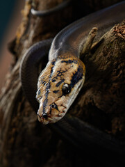 Drymarchon on the black background, fog. snake art 