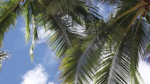 Tropical green palm fronds swaying in the wind as white clouds move across the sunny blue sky