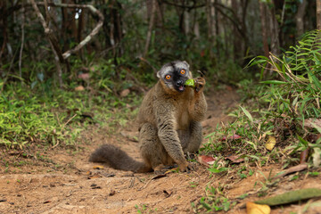 Endemic red lemur in Madagascar. rare rufus lemur in the forest. Detail of the lemur on the ground. Primates have a rest in nature habitat. 