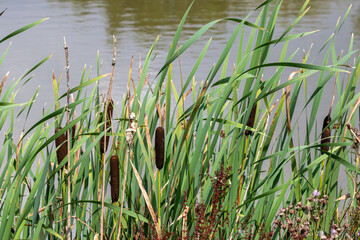 Bulrushes by water.