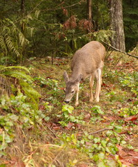 A young black tail deer grazing in the coastal rain-forest of BC.