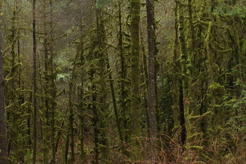 Moss covered trees in the dense coastal BC rain-forest.