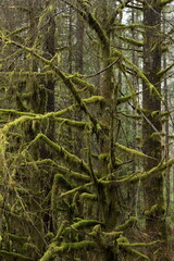 Moss covered trees in the dense coastal BC rain-forest.