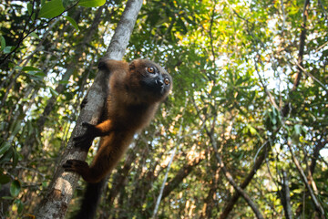 Endemic lemur in Madagascar. Red bellied lemur in the forest. Detail of the lemur on the ground. Primates have a rest in nature habitat. 