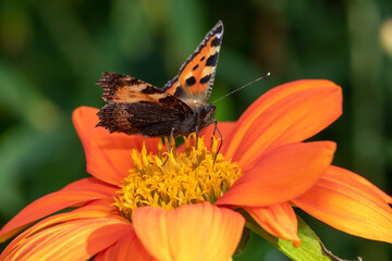 Close up of a tortoiseshell (aglais urticae) butterfly on a Mexican sunflower (tithonia rotundifolia)