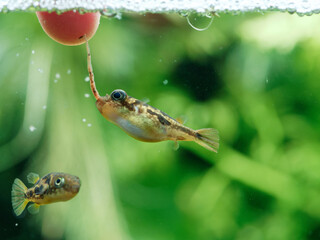 Hand feeding frozen bloodworm to dwarf pea puffers (Carinotetraodon travancoricus) in aquarium,...