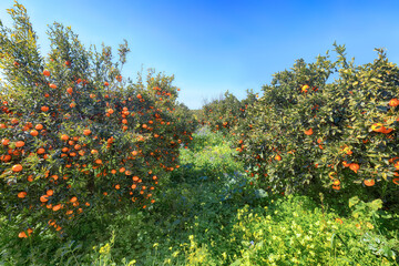 Fototapeta na wymiar Ripe oranges on tree in orange garden.