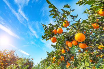 Ripe oranges on tree in orange garden.
