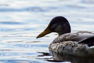 duck in the water