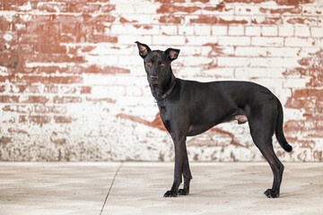 Full body portrait of an adorable black rescue dog looking at the camera