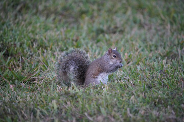 Naklejka na ściany i meble Squirrel on a lawn in florida