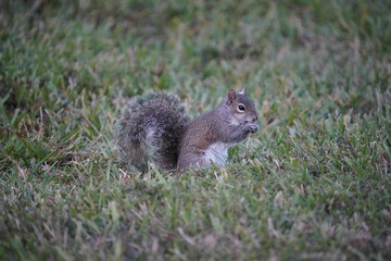 Naklejka na ściany i meble Squirrel on a lawn in florida