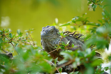 Iguana in a tree