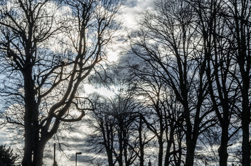 Background of leafless branches