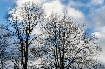 Background of leafless branches