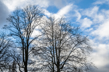 Background of leafless branches