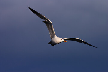 Fototapeta na wymiar Yellow-legged gull (Larus michahellis) in flight