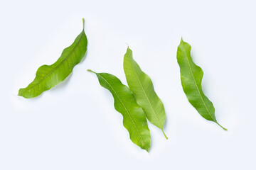 Obraz premium Mango leaves on white background.